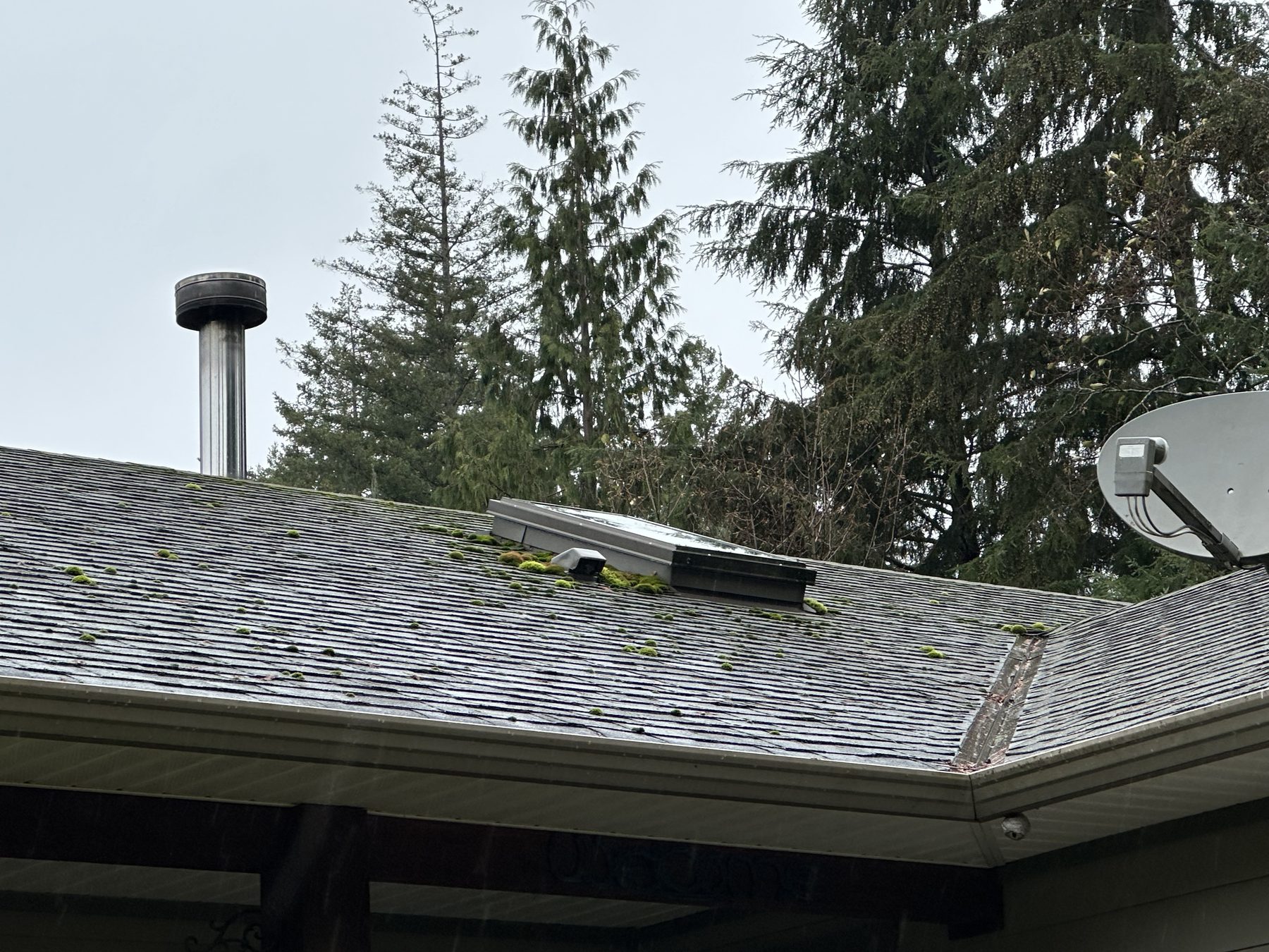 Working moss off a roof by hand