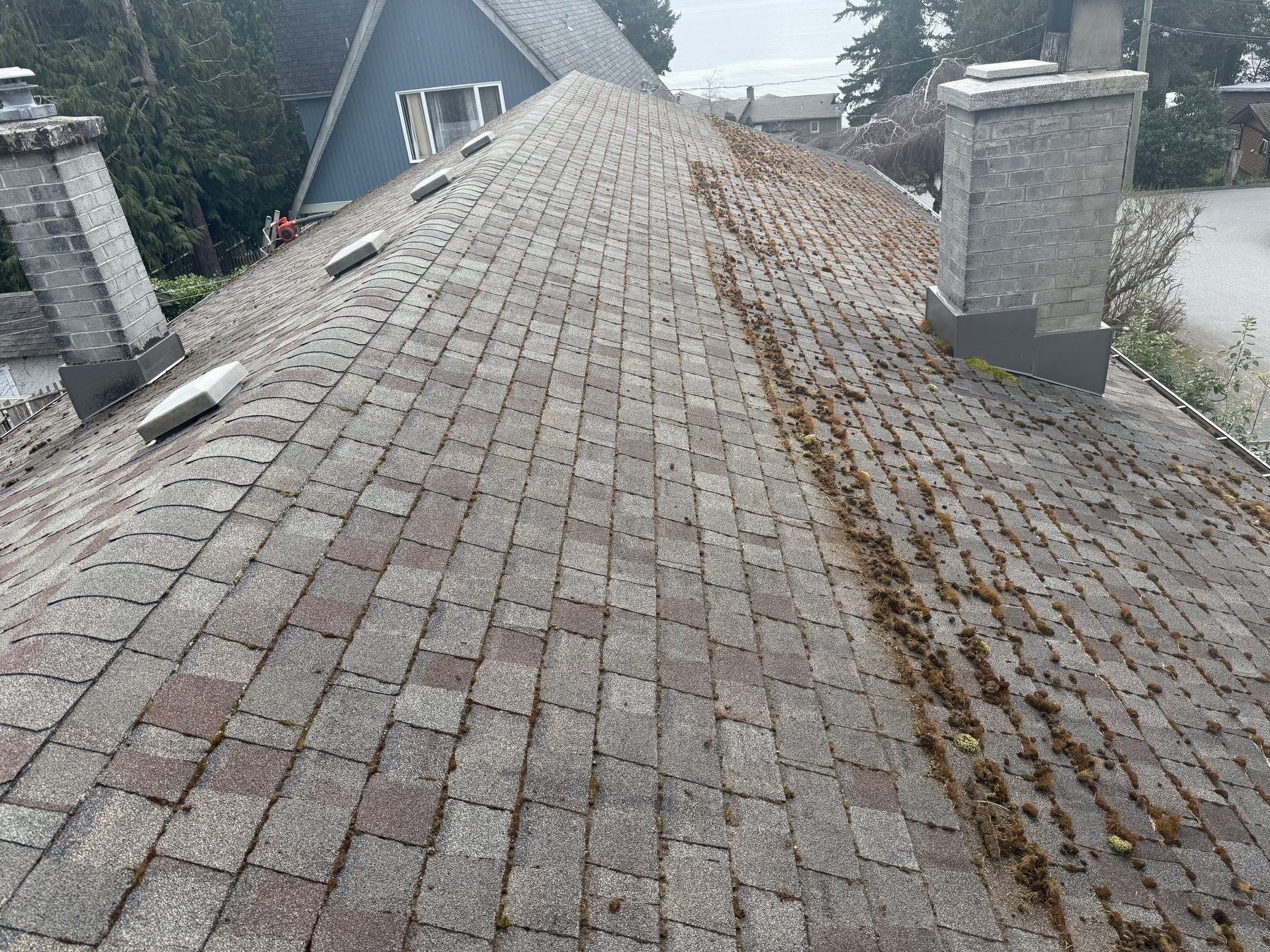Moss covering an asphalt shingle roof after a wet season