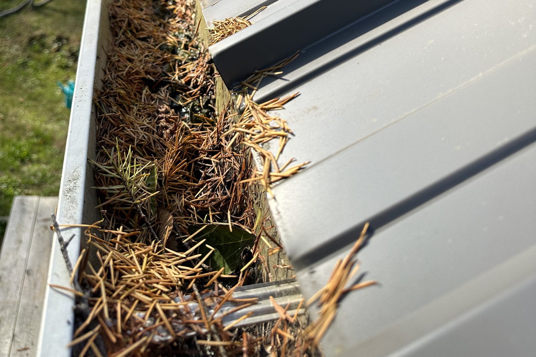 Residential metal-roof gutter packed with needles and debris